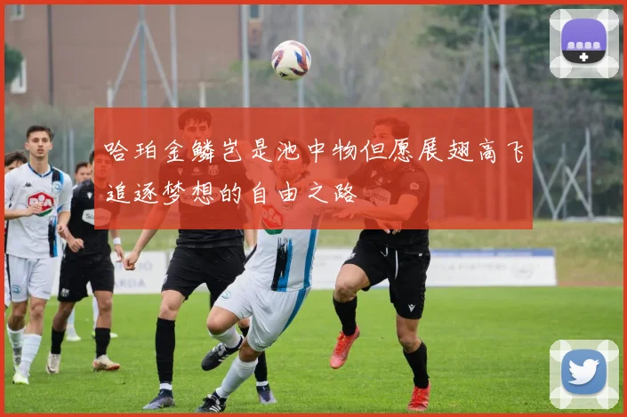 哈珀金鳞岂是池中物但愿展翅高飞追逐梦想的自由之路